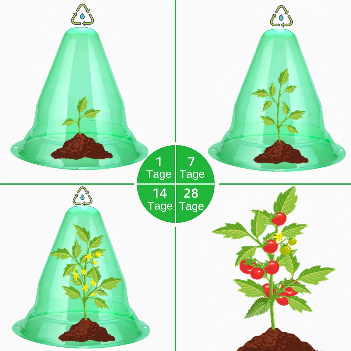 【24 Stück】 Pflanzenhut, Pflanzhütchen Transparente Abdeckung für Salatpflanzen zum Schutz vor Vögeln, Schnecken, Frost oder Witterung - Schützt Pflanzen vor Tierfraß, Ø 20cm, Grün (24 Stück)