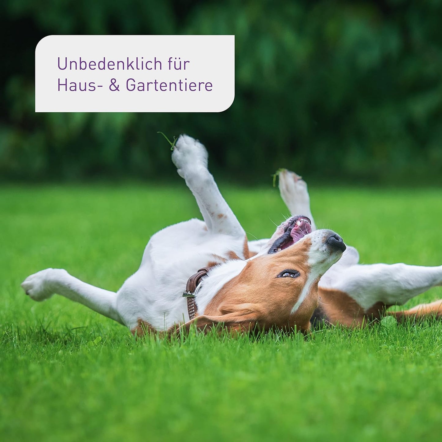 Plantura SF-Nematoden gegen Trauermücken, zum Gießen, hochwirksam & biologisch, Nützlinge aus Deutschland, 5 Mio für 5 m²/ ca. 50 Pflanzen