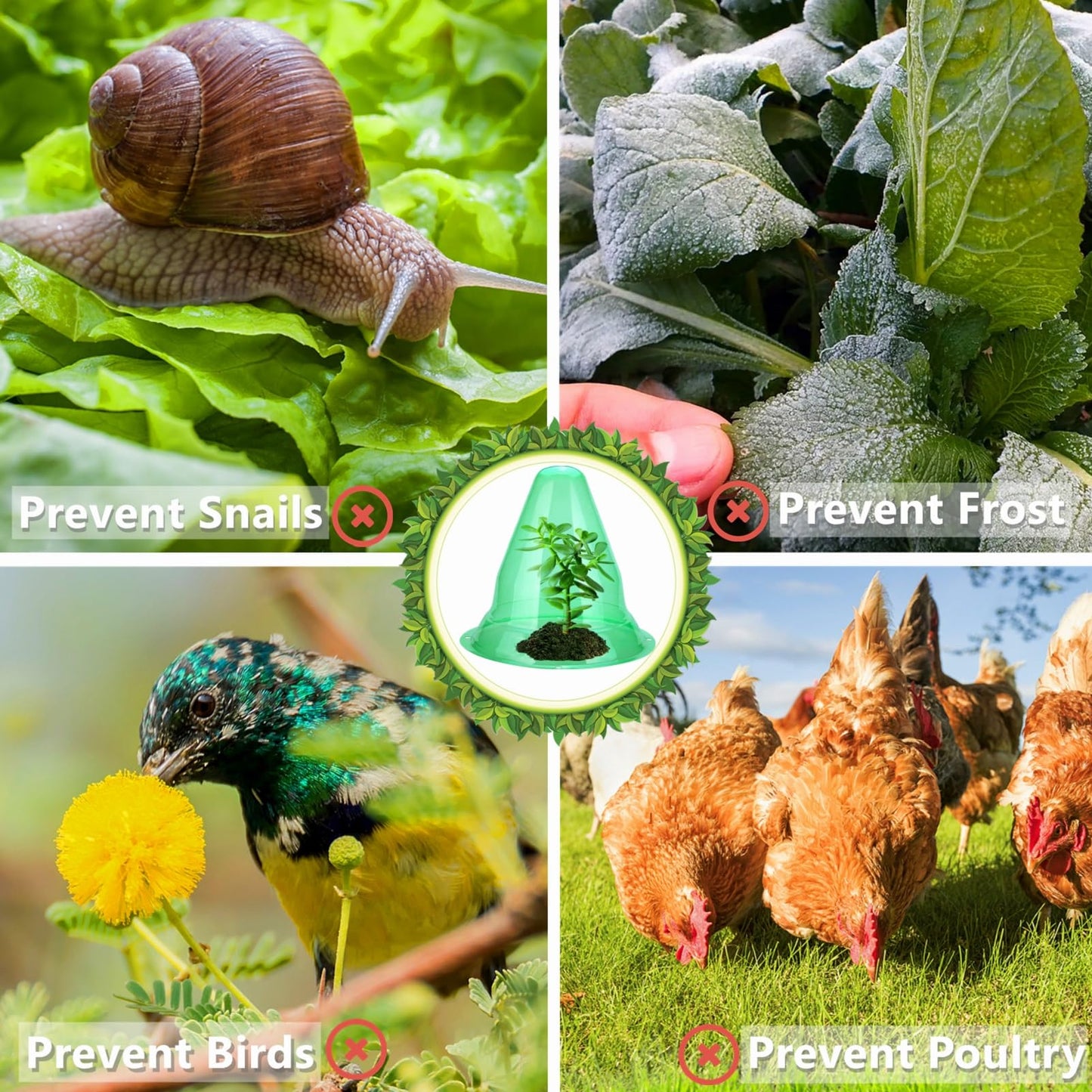 【24 Stück】 Pflanzenhut, Pflanzhütchen Transparente Abdeckung für Salatpflanzen zum Schutz vor Vögeln, Schnecken, Frost oder Witterung - Schützt Pflanzen vor Tierfraß, Ø 20cm, Grün (24 Stück)