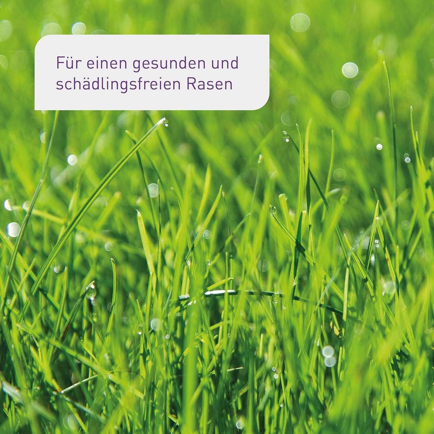 Plantura SF-Nematoden gegen Trauermücken, zum Gießen, hochwirksam & biologisch, Nützlinge aus Deutschland, 5 Mio für 5 m²/ ca. 50 Pflanzen