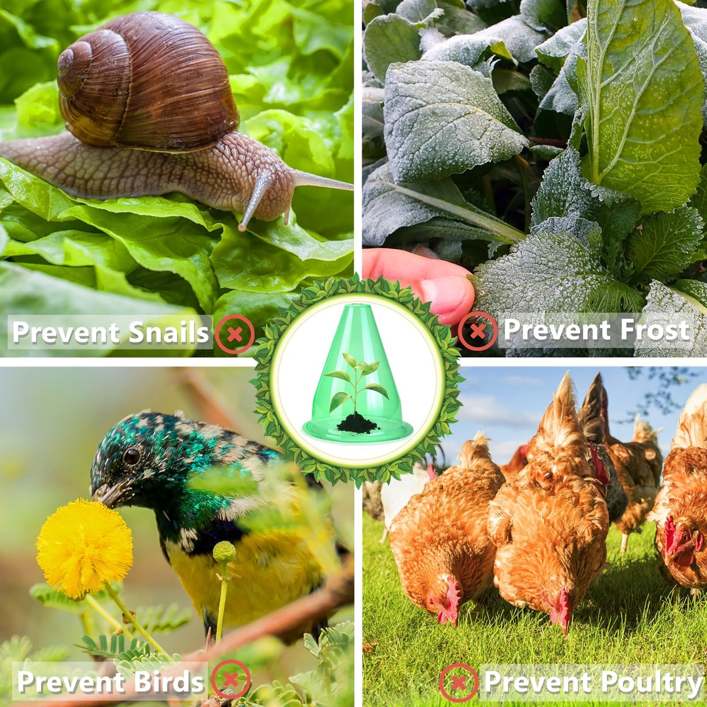 【24 Stück】 Pflanzenhut, Pflanzhütchen Transparente Abdeckung für Salatpflanzen zum Schutz vor Vögeln, Schnecken, Frost oder Witterung - Schützt Pflanzen vor Tierfraß, Ø 20cm, Grün (24 Stück)