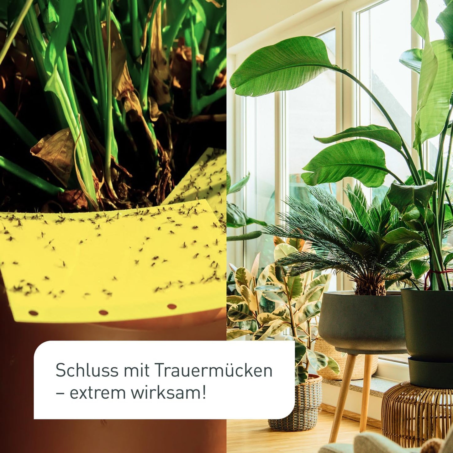 Plantura SF-Nematoden gegen Trauermücken, zum Gießen, hochwirksam & biologisch, Nützlinge aus Deutschland, 5 Mio für 5 m²/ ca. 50 Pflanzen