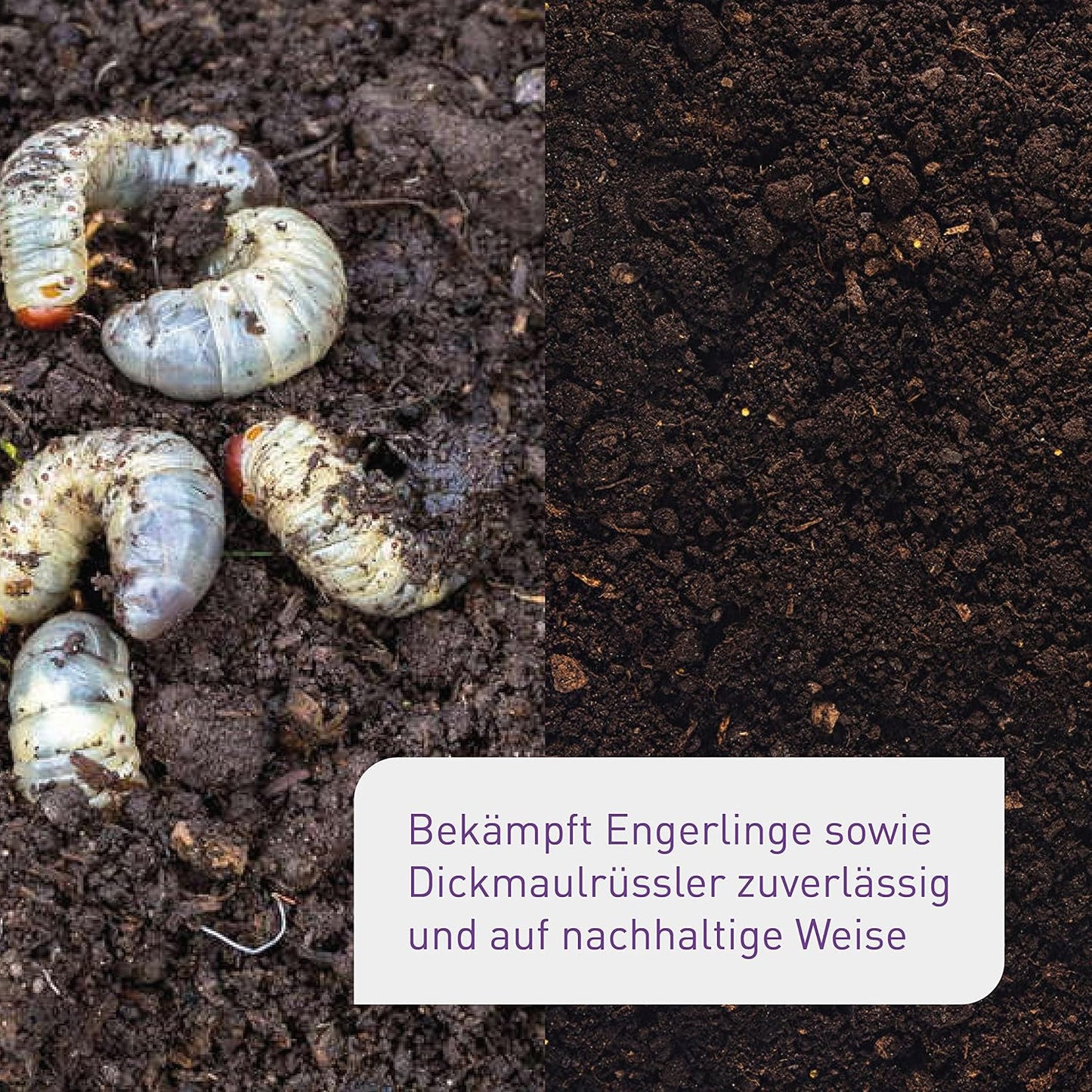 Plantura SF-Nematoden gegen Trauermücken, zum Gießen, hochwirksam & biologisch, Nützlinge aus Deutschland, 5 Mio für 5 m²/ ca. 50 Pflanzen