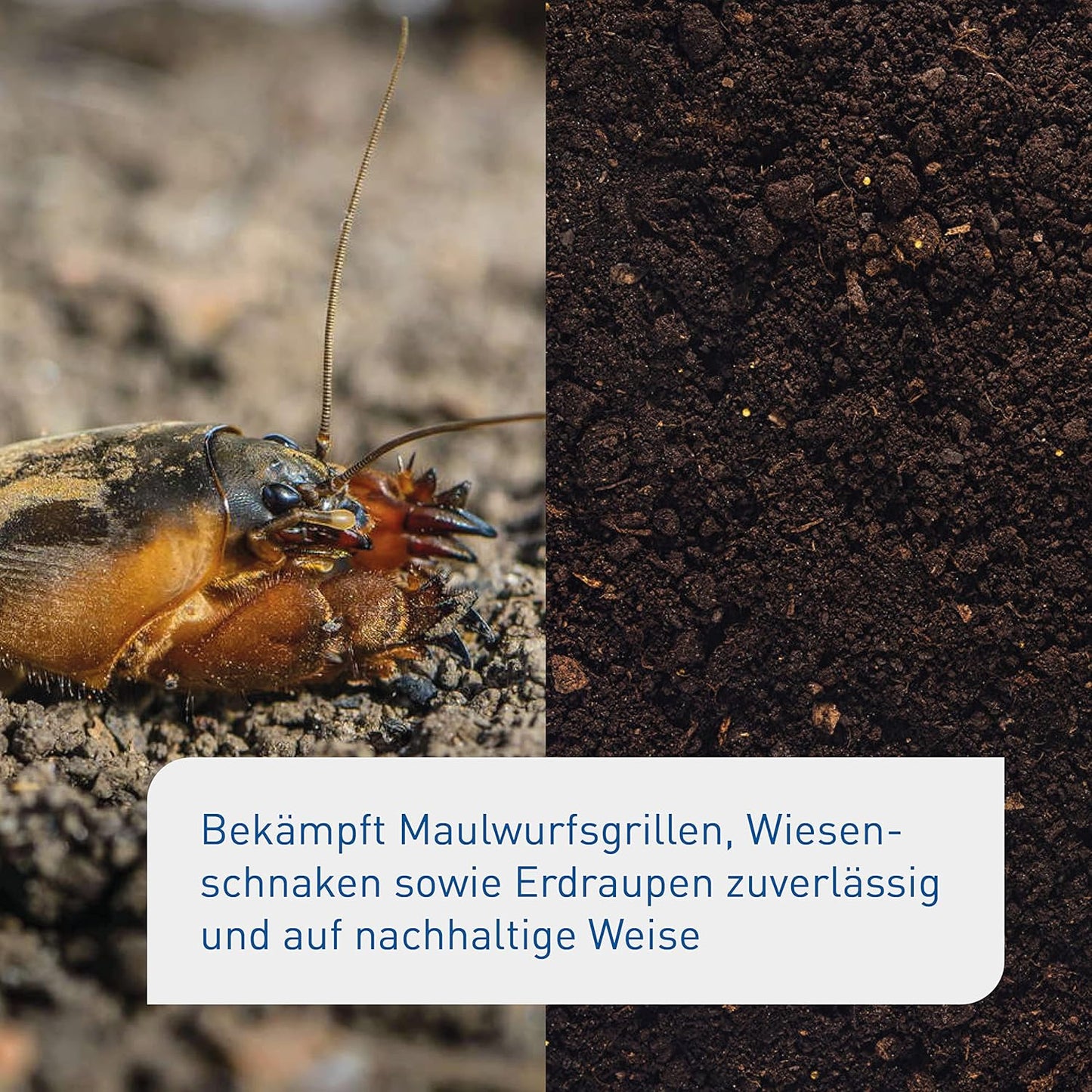 Plantura SF-Nematoden gegen Trauermücken, zum Gießen, hochwirksam & biologisch, Nützlinge aus Deutschland, 5 Mio für 5 m²/ ca. 50 Pflanzen