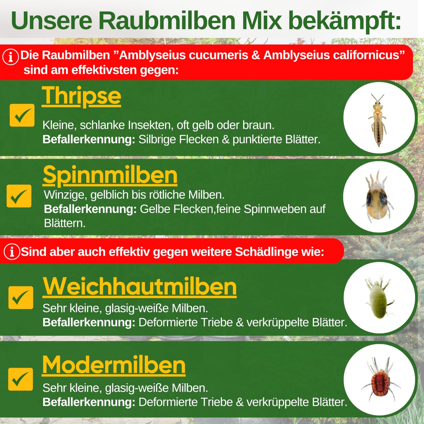 Raubmilben-Mix gegen Thripse & Spinnmilben – GREEN GUARDIA | 3-Mix mit 6 Tüten | Biologische Schädlingsbekämpfung für Pflanzen