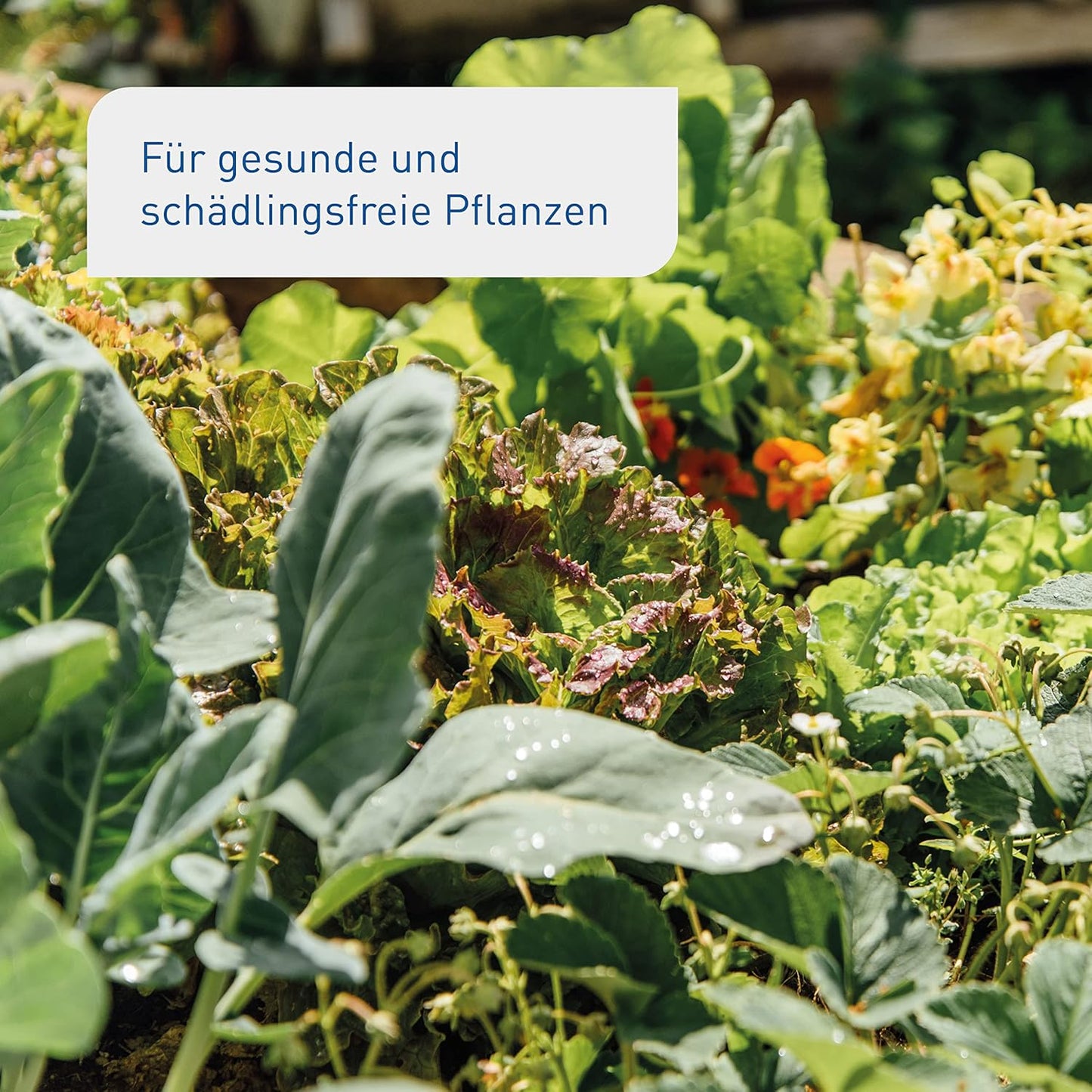 Plantura SF-Nematoden gegen Trauermücken, zum Gießen, hochwirksam & biologisch, Nützlinge aus Deutschland, 5 Mio für 5 m²/ ca. 50 Pflanzen