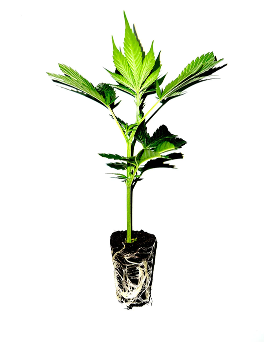 Steckling im Plug (Partnergärtnerei)