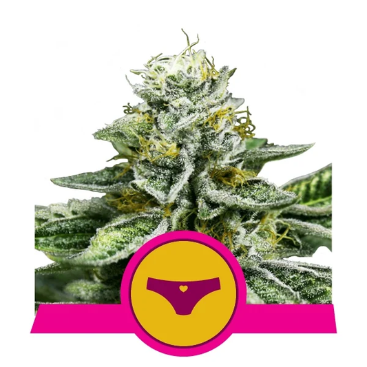 Fem | Sherbet Queen
