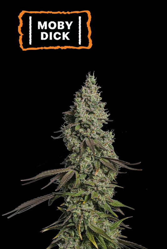 Auto | Moby Dick