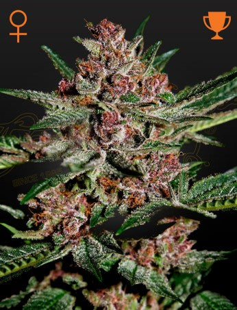 Fem | Bubba Kush