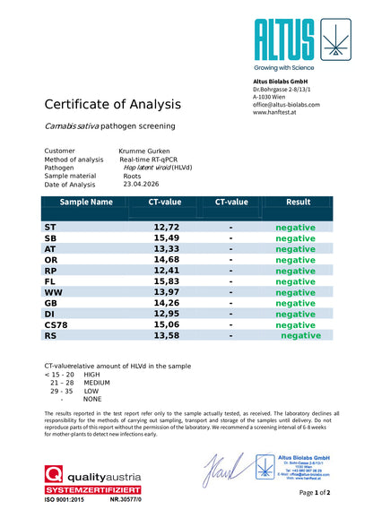 Steckling im Eazyplug