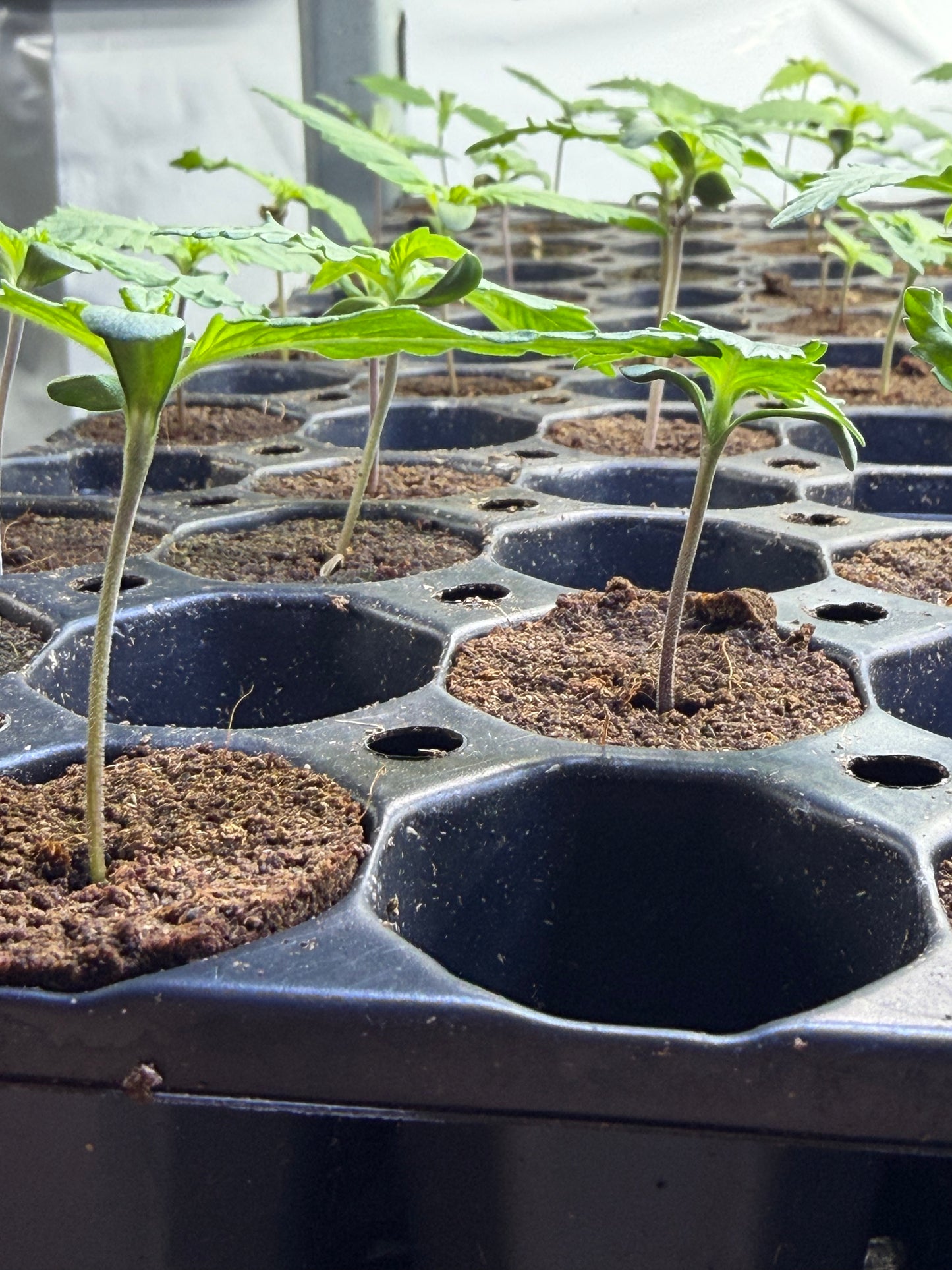 3 Plantones automáticos por recomendación de la casa 