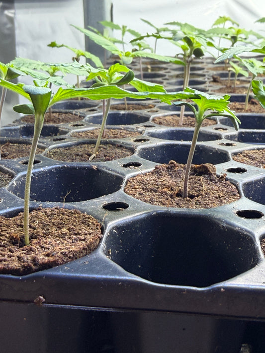 3 Automatic seedlings on recommendation of the house 