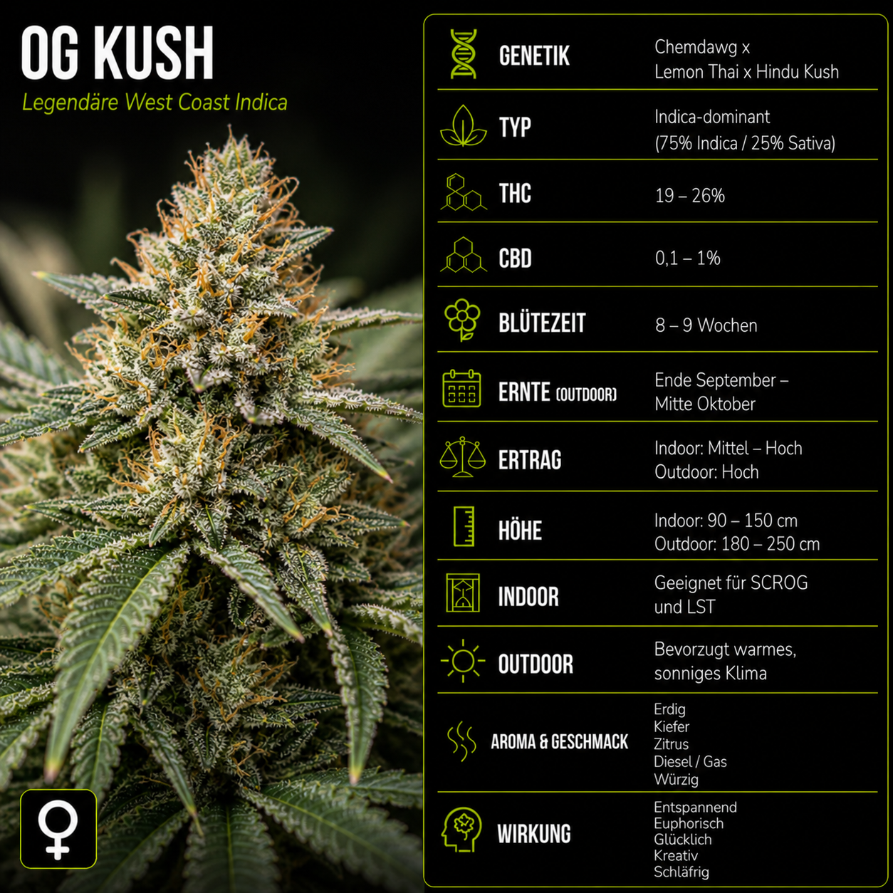 Fem | OG Kush