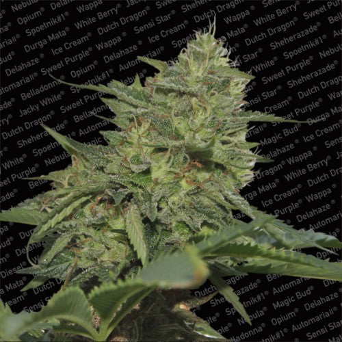Fem | Original Cheese