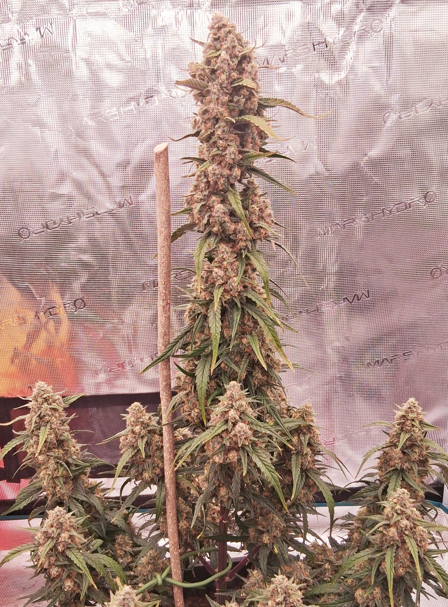 Auto |  Alderaan Cookies