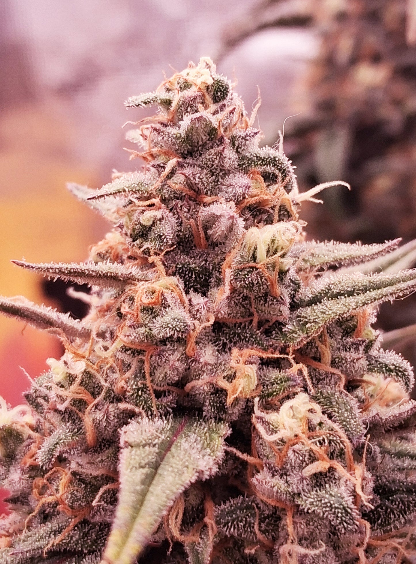 Auto |  Alderaan Cookies