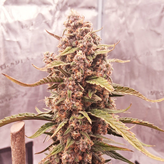 Auto |  Alderaan Cookies