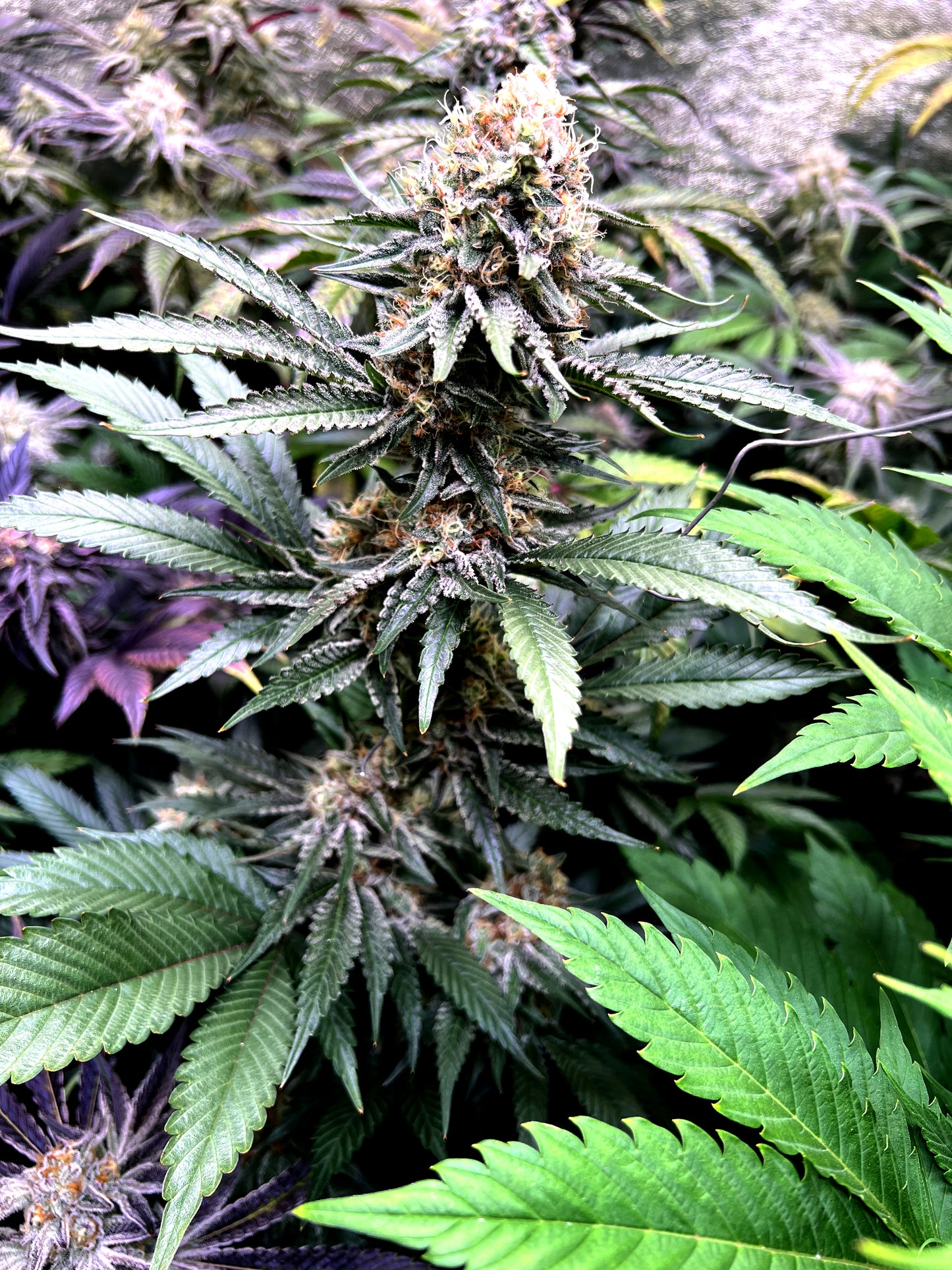 Steckling im 1,6L Topf