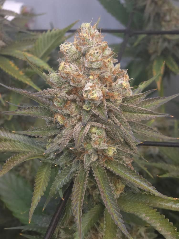 Steckling im Eazyplug