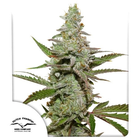 Fem | Amsterdam Amnesia
