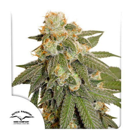 Auto | Orange Bud