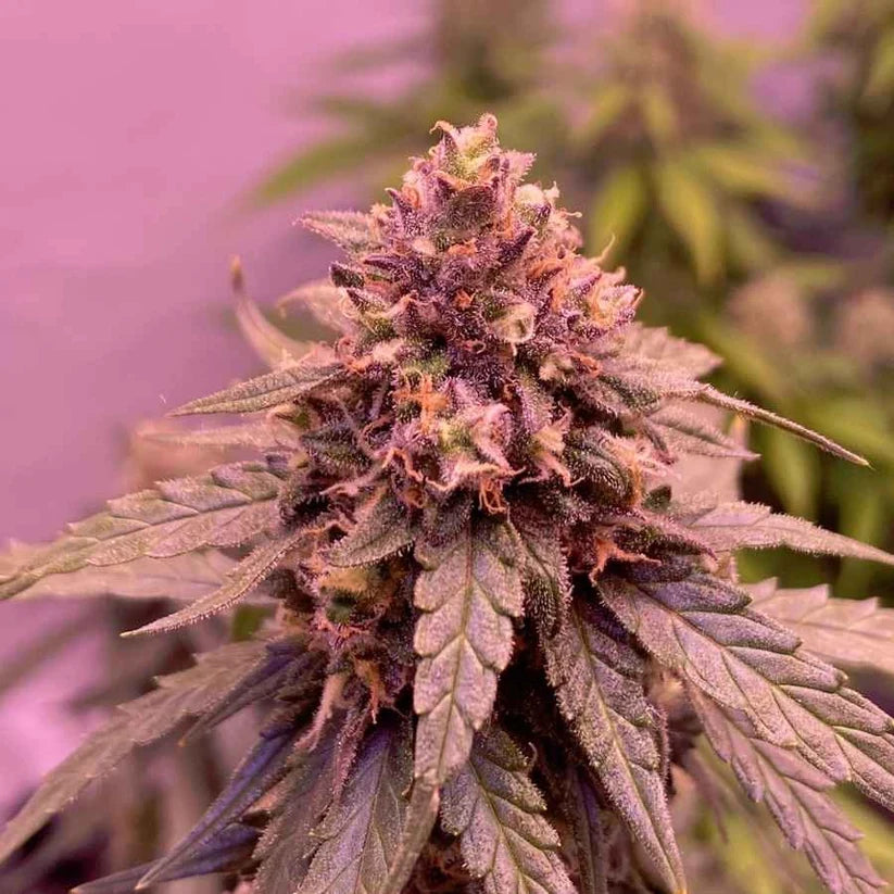 Auto | Super Skunk