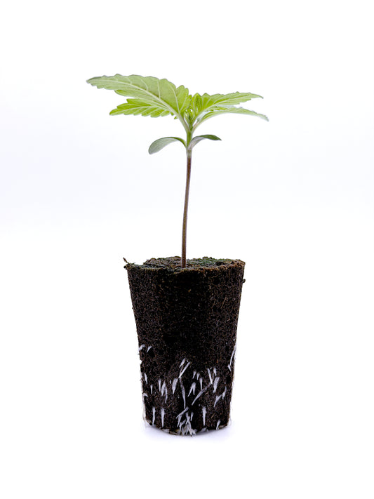 Automatic Keimling im Eazyplug