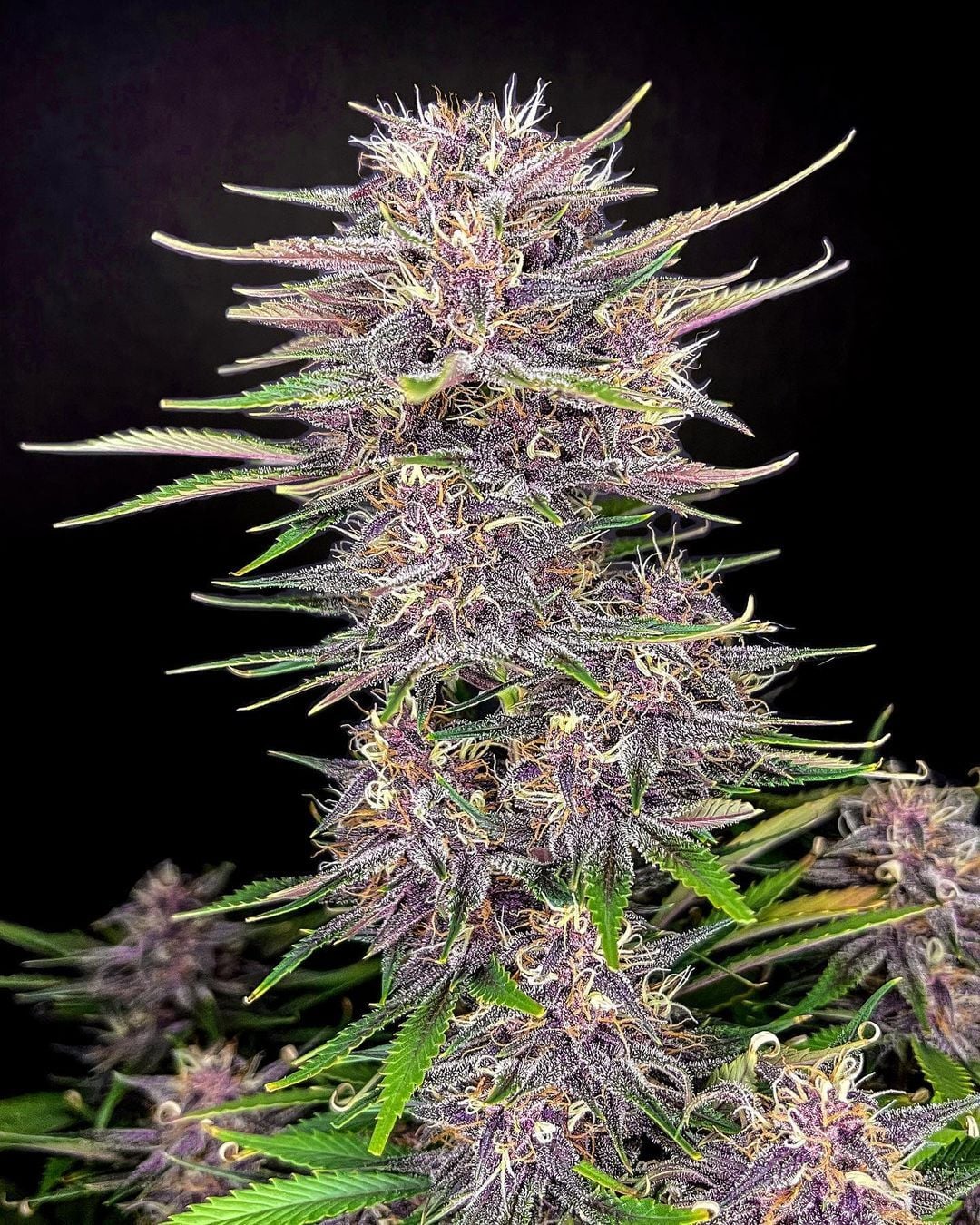 Auto | Banana Purple Punch