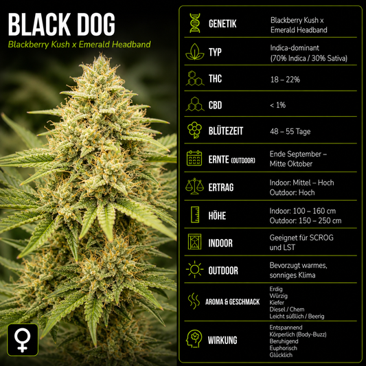 Fem | Black Dog