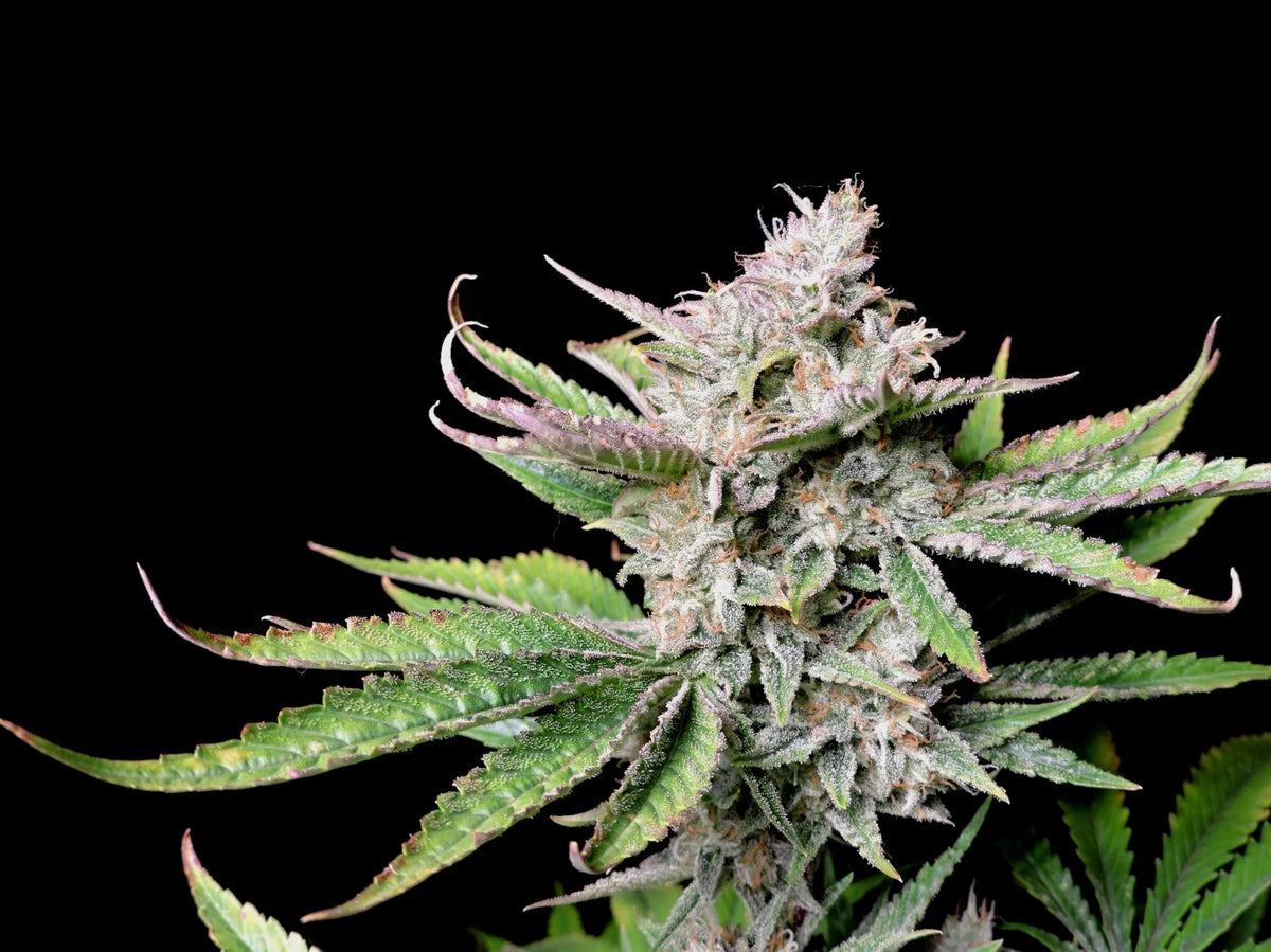 Auto | Cherry Cola