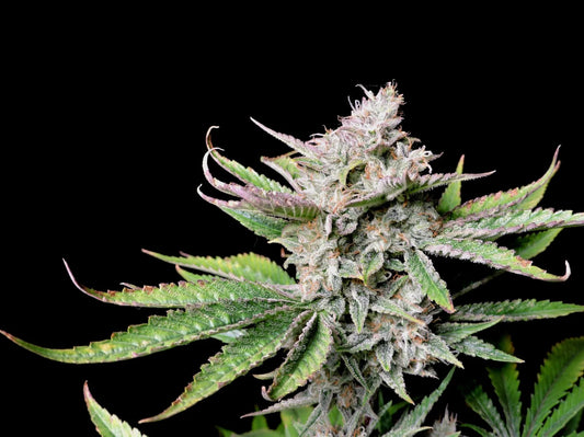 Auto | Cherry Cola