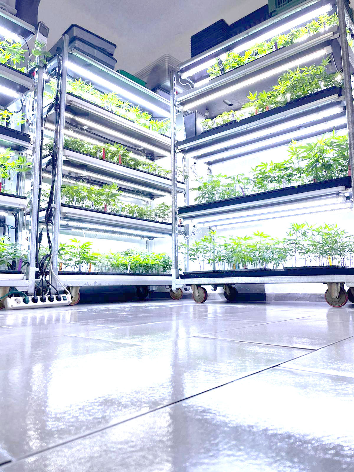 Project Strainbusters - Krumme Gurken dein Online Growshop