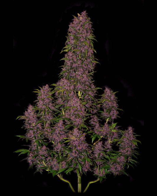 Auto | Crystal Meth
