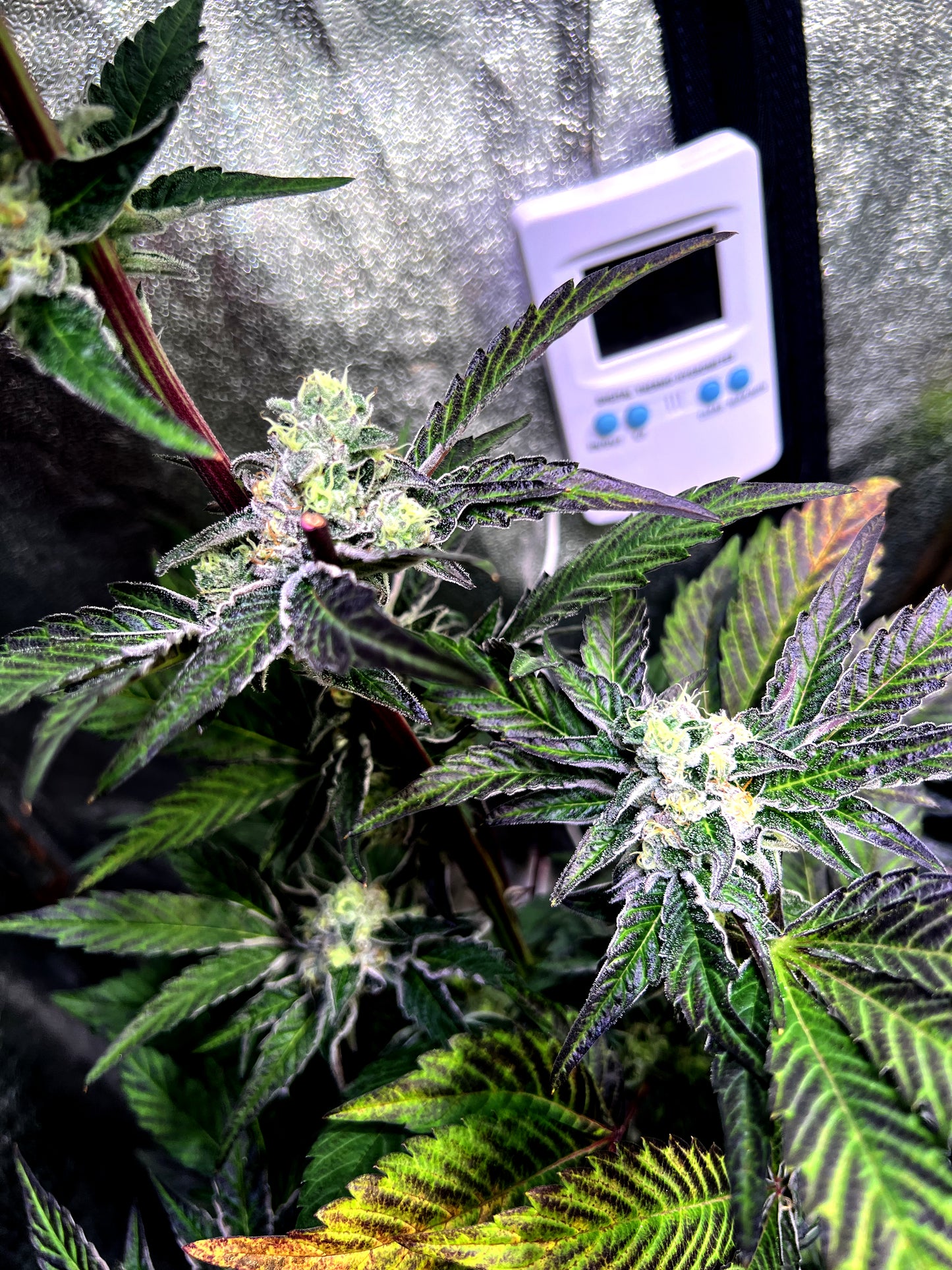 Steckling im Eazyplug