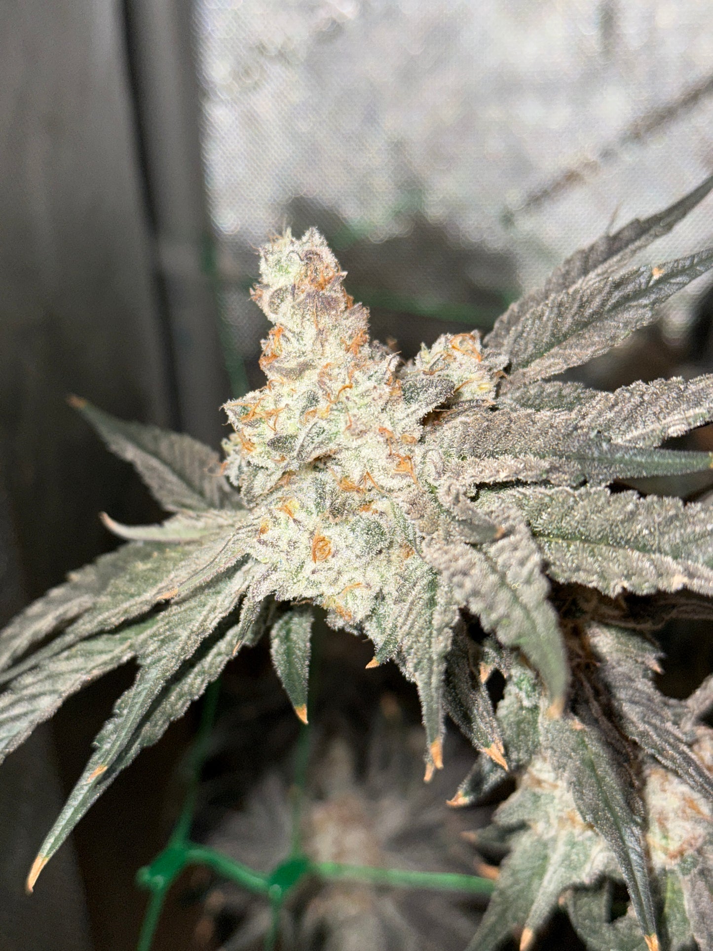 Steckling im Eazyplug