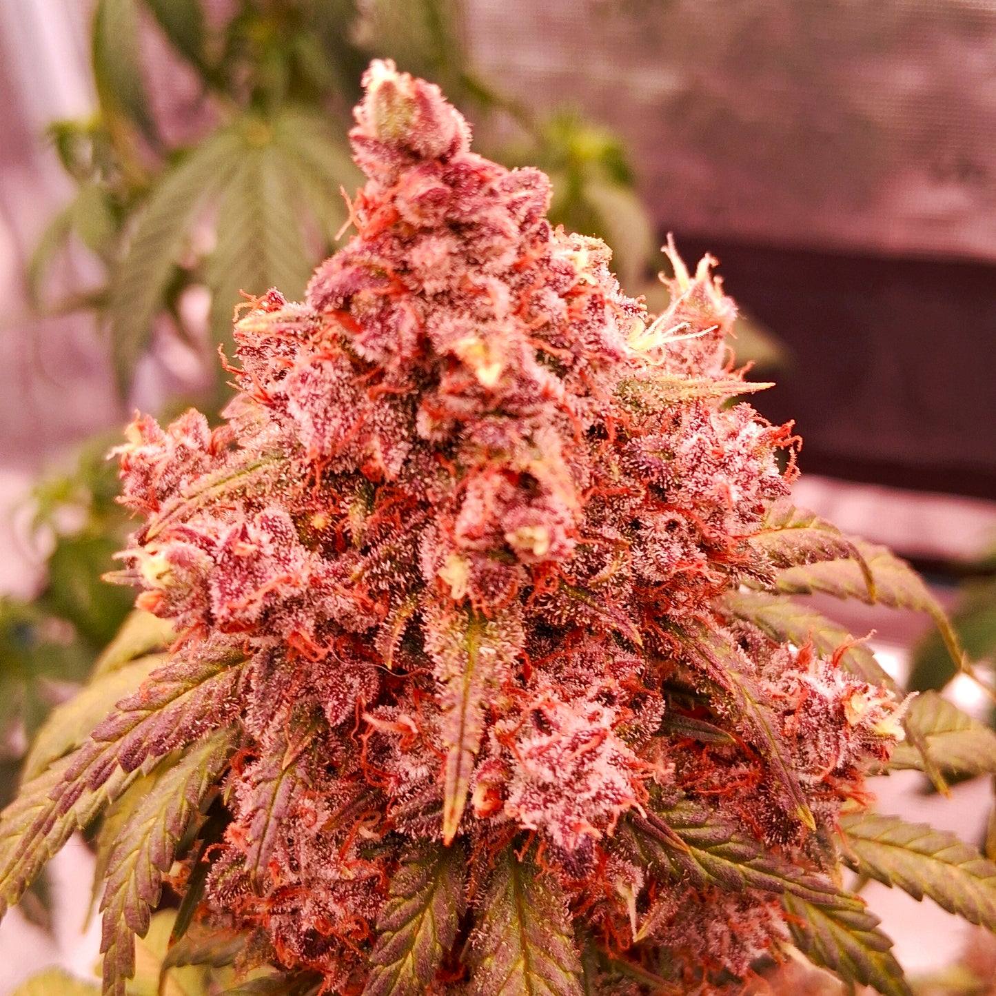 Auto |  Die Rote Pille