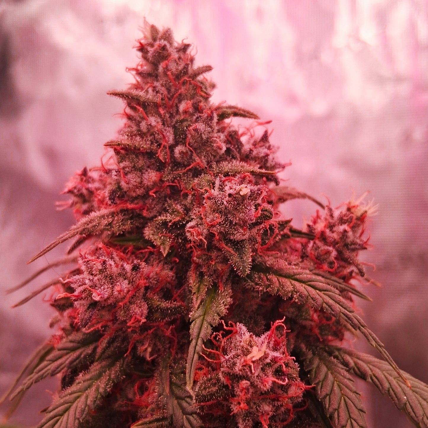 Auto |  Die Rote Pille