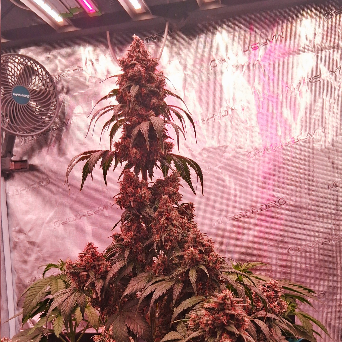 Auto |  Die Rote Pille