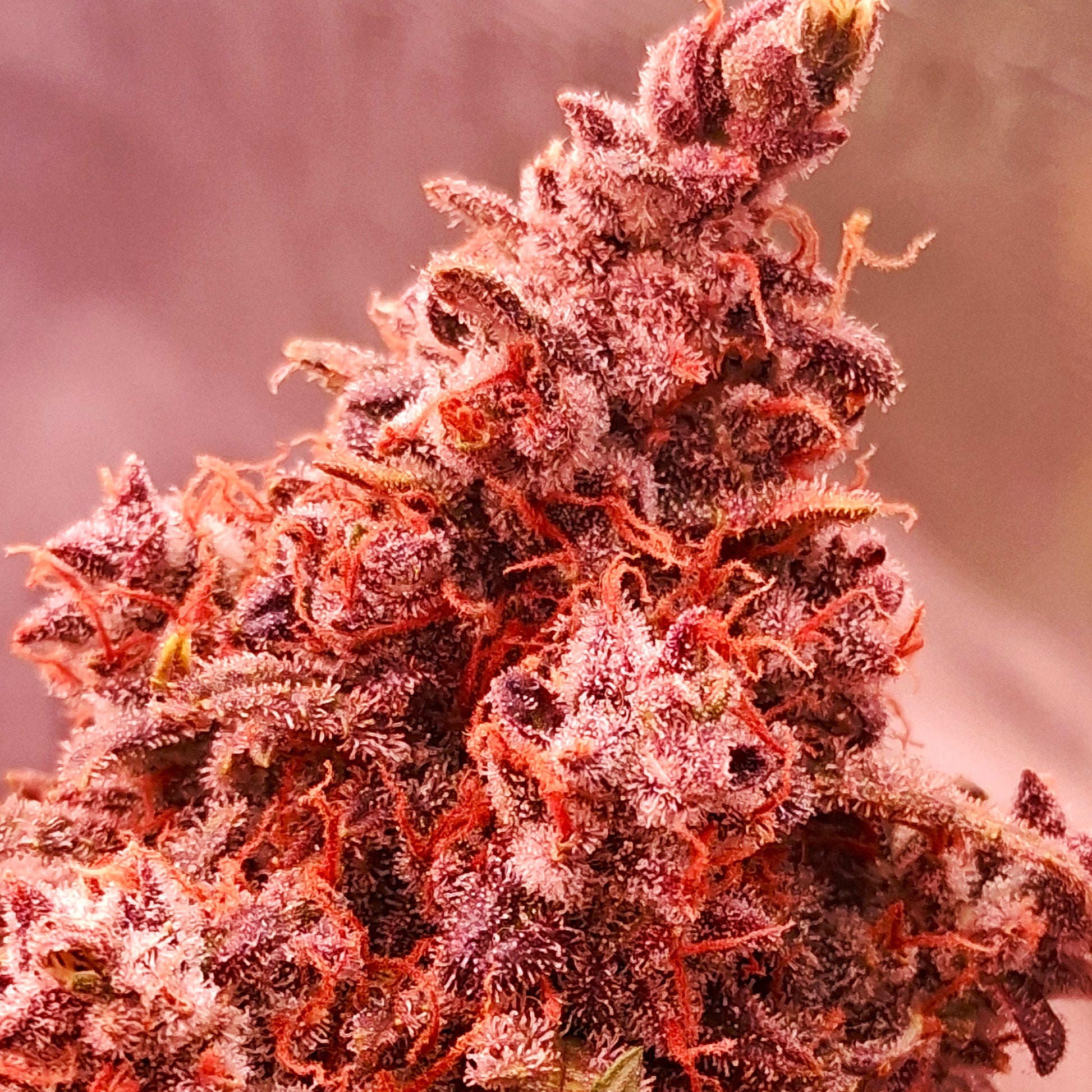 zelt der samen rätsel V-Buds die feinsten Samen Wiens