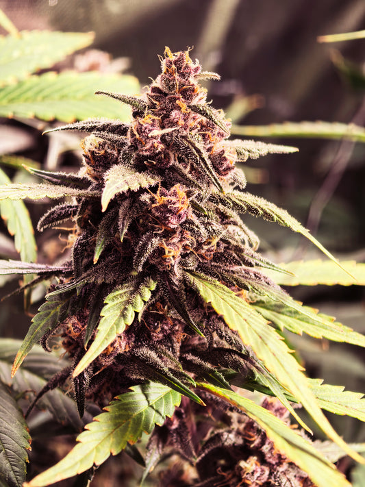 Automatic Dr. Zaius OG