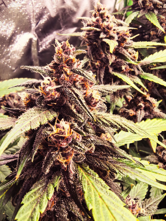 Auto |  Dr. Zaius OG