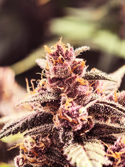 Automatic Dr. Zaius OG