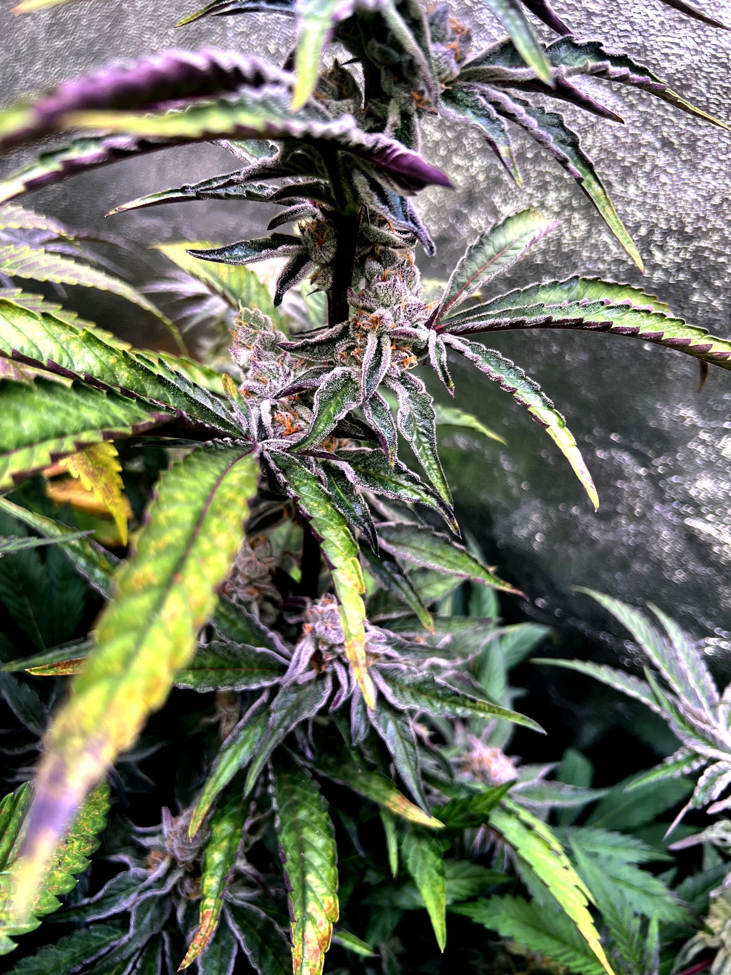 Steckling im Eazyplug