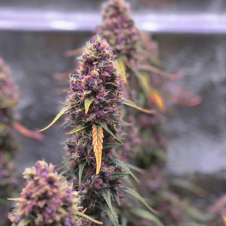 Auto | Friezas Laser