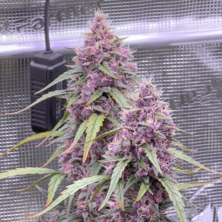 Auto | Friezas Laser