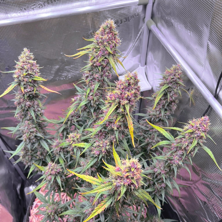 Auto | Friezas Laser