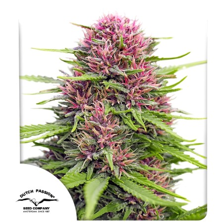 Fem | Frisian Dew