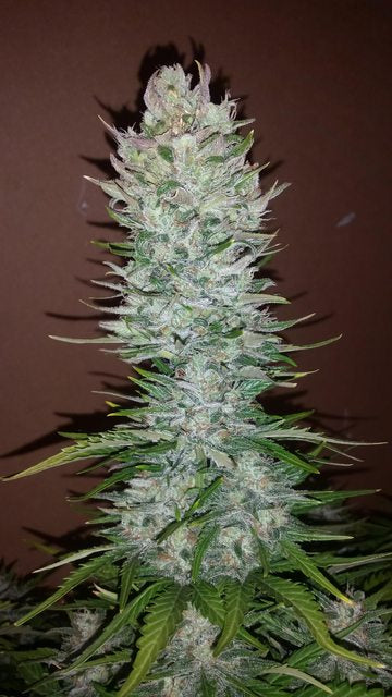 Auto | G14