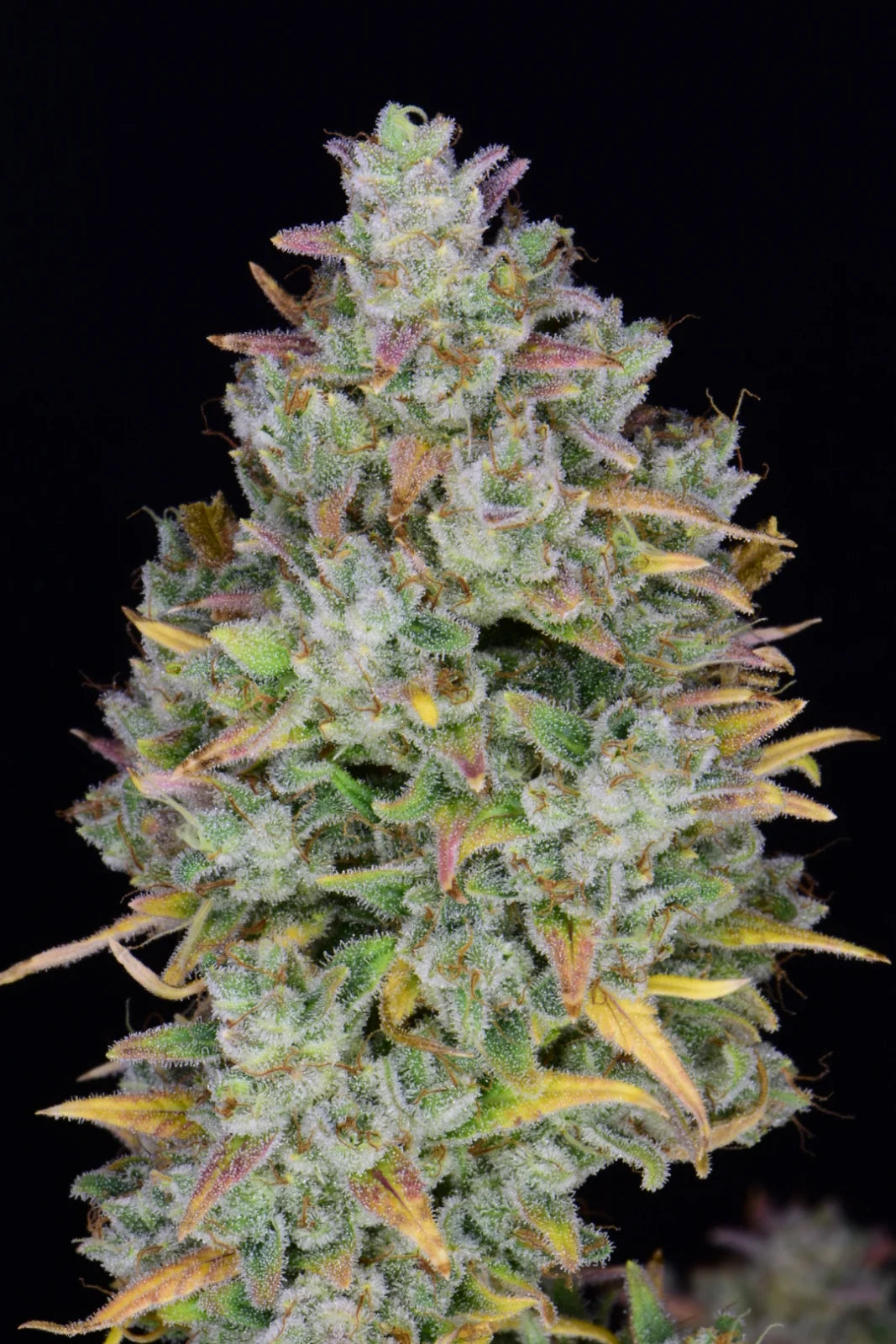 Auto | Gelato